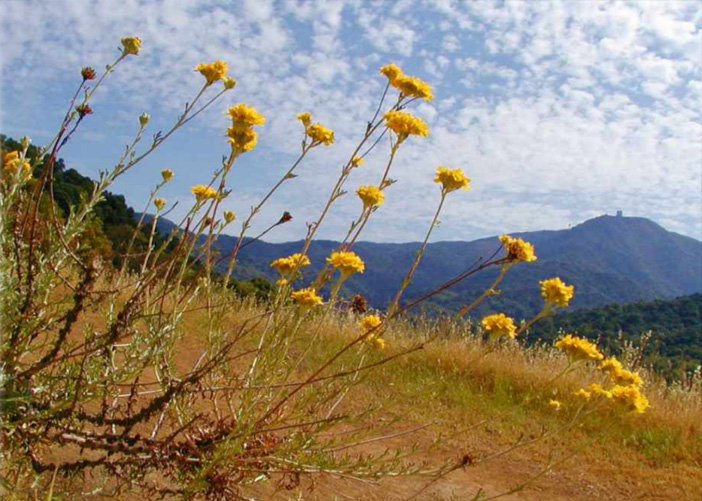 Mt Umunhum through golden yarrow