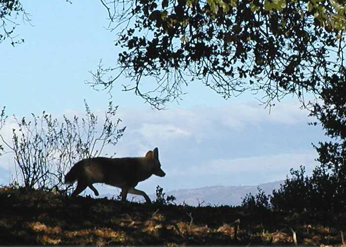 Coyote up on the ridge