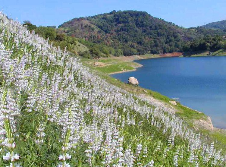 Lupines by the Guadalupe reservoir