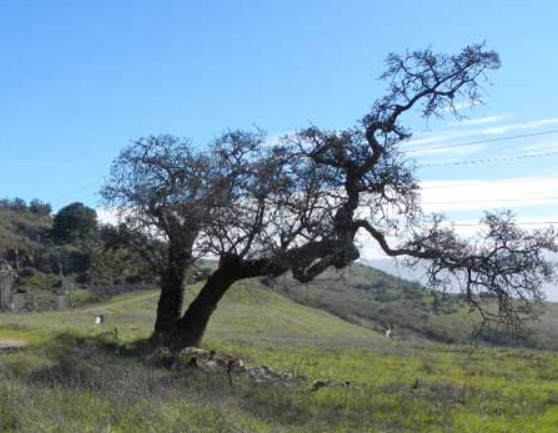 Hanging tree